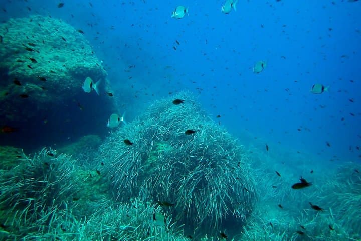 Introductory Boat Dive from Santa Pola to Isla de Tabarca — Baptism of Scuba photo 2