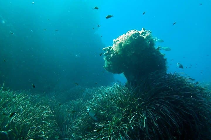 Introductory Boat Dive from Santa Pola to Isla de Tabarca — Baptism of Scuba photo 3