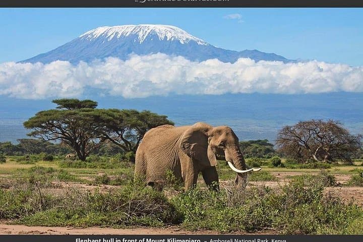 6-Day Masai Mara, Lake Nakuru & Amboseli Camping Safari photo 1