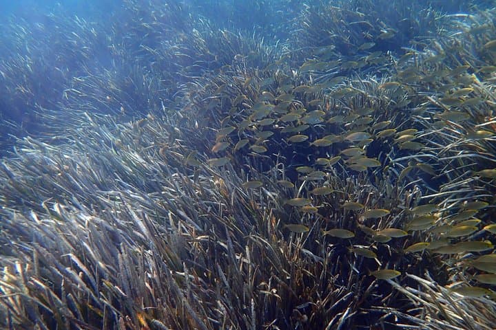 Snorkeling in Isla de Tabarca: Marine Reserve Day Trip from Santa Pola photo 2