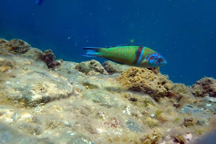 Snorkeling in Isla de Tabarca: Marine Reserve Day Trip from Santa Pola photo 4
