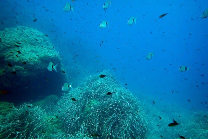 Snorkeling in Isla de Tabarca: Marine Reserve Day Trip from Santa Pola photo 6