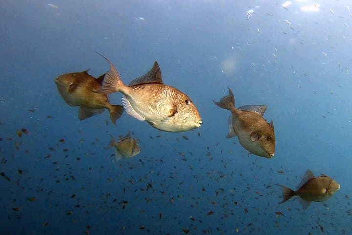 Beginner Scuba Baptism at Cabo Tiñoso Marine Reserve, Cartagena photo 1