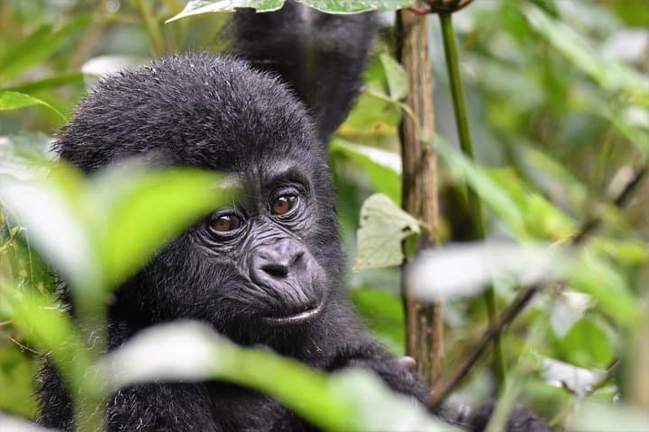 Face-to-Face with Mountain Gorillas: One-Day Bwindi Trekking Safari