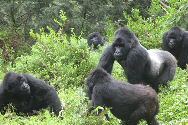 Face-to-Face with Mountain Gorillas: One-Day Bwindi Trekking Safari photo 2