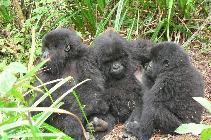 Face-to-Face with Mountain Gorillas: One-Day Bwindi Trekking Safari photo 3