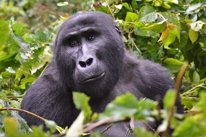 Face-to-Face with Mountain Gorillas: One-Day Bwindi Trekking Safari photo 4