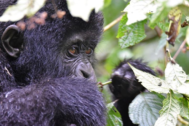 Face-to-Face with Mountain Gorillas: One-Day Bwindi Trekking Safari photo 5