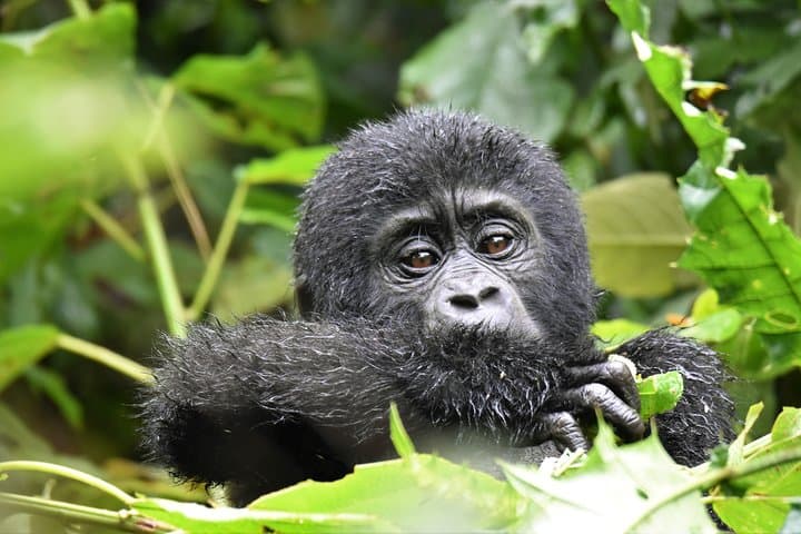 Face-to-Face with Mountain Gorillas: One-Day Bwindi Trekking Safari photo 6