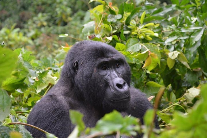 6-Day Uganda Mountain Gorillas, Golden Monkeys & Batwa Cultural Safari photo 4