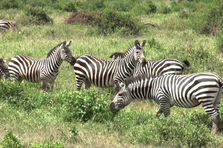 3-Day Group Safari to Maasai Mara in a Land Cruiser Jeep photo 1