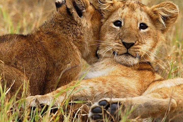 3-Day Group Safari to Maasai Mara in a Land Cruiser Jeep photo 2