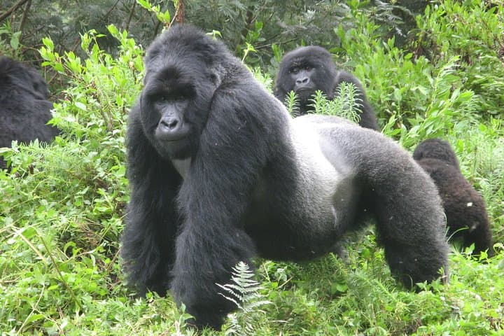8-Day Uganda: Gorilla Trekking, Chimpanzee Walks & Queen Elizabeth Safari
