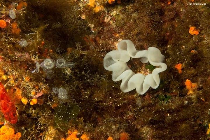 Shallow Scuba off Catania: Explore 13th-Century Lava Flows and Submarine Volcanoes photo 2