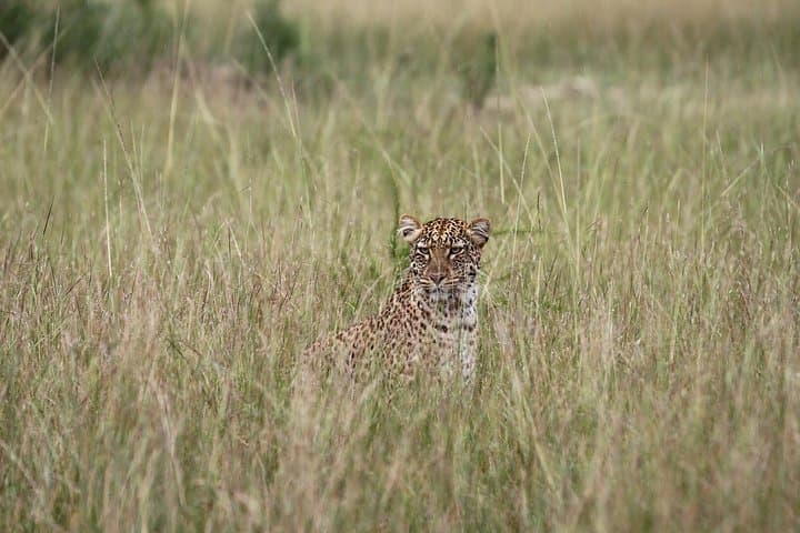 7-Day Uganda: Whitewater Rafting, Mountain Gorilla Trek & Queen Elizabeth Safari photo 3