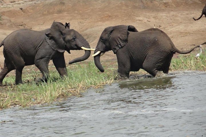 uganda-10-day-gorilla-and-wildlife-safari-murchison-kibale-queen-elizabeth-bwindi photo 4