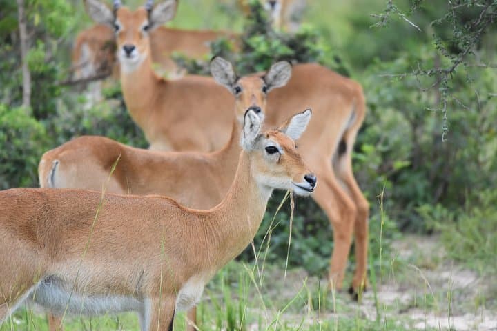 8-Day Uganda: Gorilla Trekking, Chimpanzee Walks & Queen Elizabeth Safari photo 6