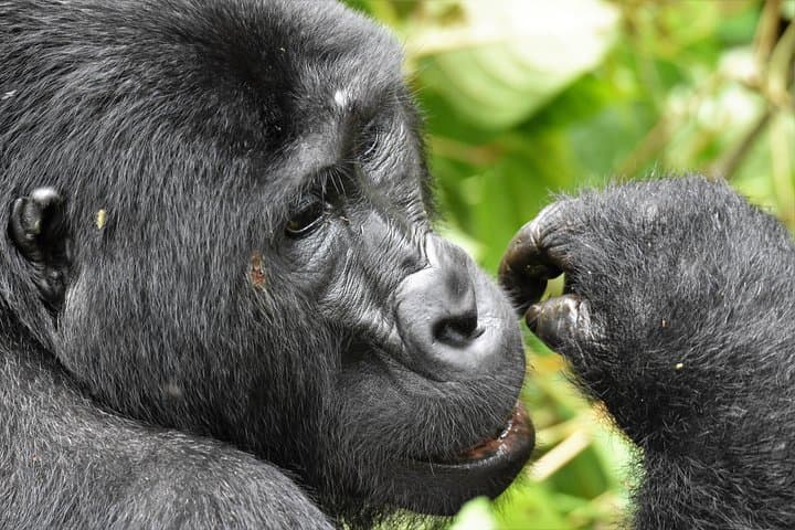 6-Day Uganda Mountain Gorillas, Golden Monkeys & Batwa Cultural Safari photo 3