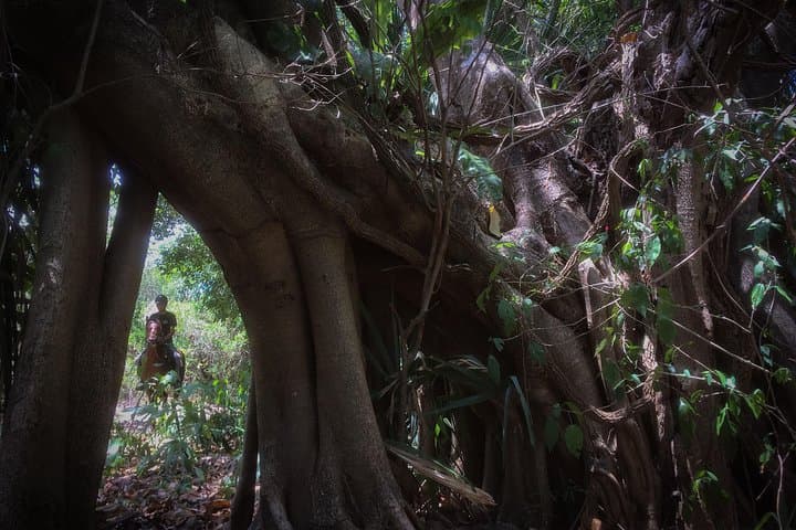 Playa del Carmen Rancho Horseback Ride — 90-Minute Jungle Trail Experience photo 5