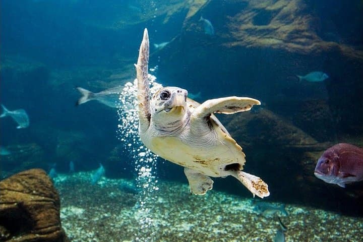 Heraklion City Tour: Cretaquarium, Old Bazaar & Historic Sights photo 2