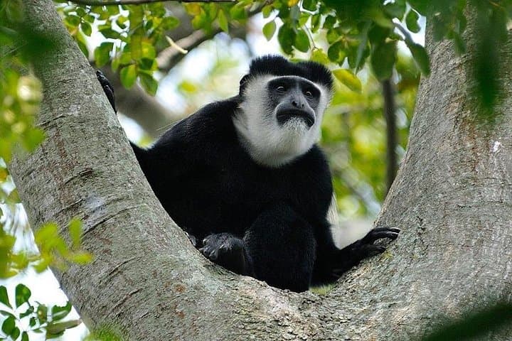 7-Day Uganda: Whitewater Rafting, Mountain Gorilla Trek & Queen Elizabeth Safari photo 4