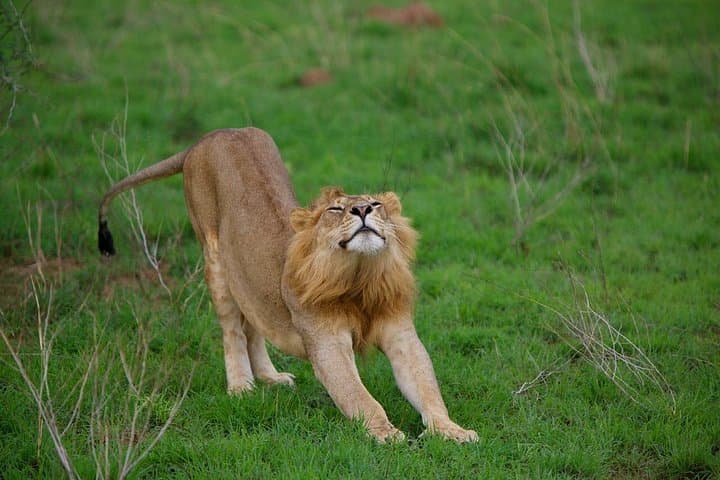 7-Day Uganda: Whitewater Rafting, Mountain Gorilla Trek & Queen Elizabeth Safari photo 2