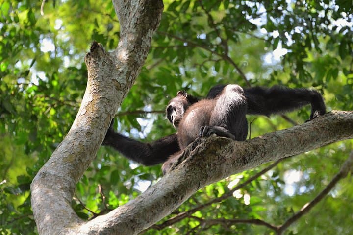 8-Day Uganda: Gorilla Trekking, Chimpanzee Walks & Queen Elizabeth Safari photo 2