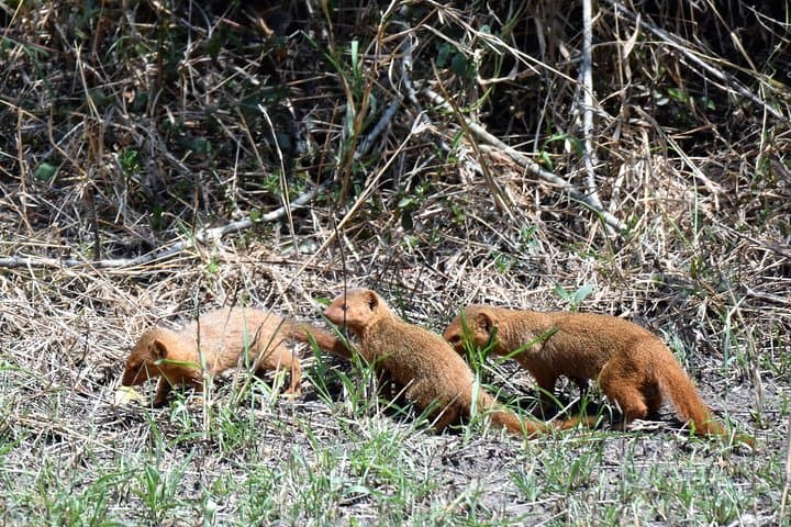 8-Day Uganda: Gorilla Trekking, Chimpanzee Walks & Queen Elizabeth Safari photo 3