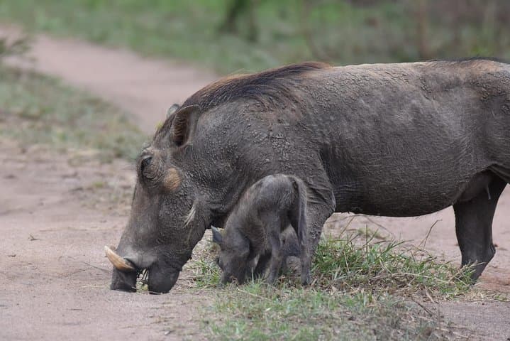 8-Day Uganda: Gorilla Trekking, Chimpanzee Walks & Queen Elizabeth Safari photo 5