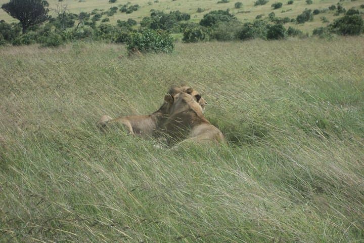 3-Day Road Safari to Masai Mara from Nairobi — Big Five & Wildebeest Migration photo 3
