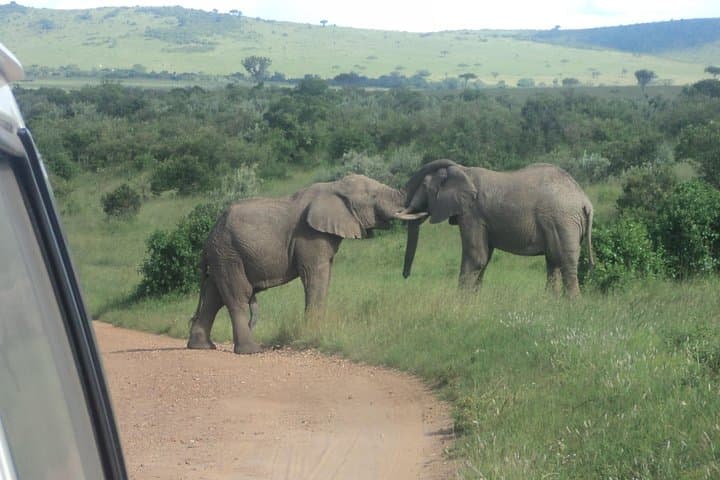 3-Day Road Safari to Masai Mara from Nairobi — Big Five & Wildebeest Migration photo 4