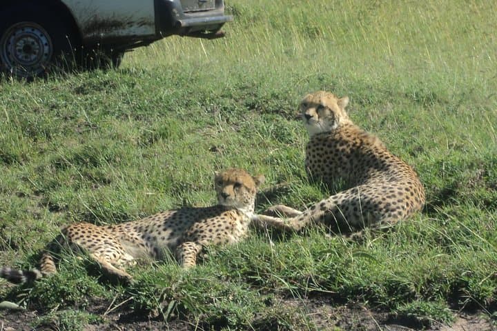 3-Day Road Safari to Masai Mara from Nairobi — Big Five & Wildebeest Migration photo 2
