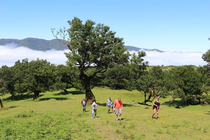 Northwest Terraces & Volcanic Pools — Madeira 4x4 Full-Day Tour photo 6