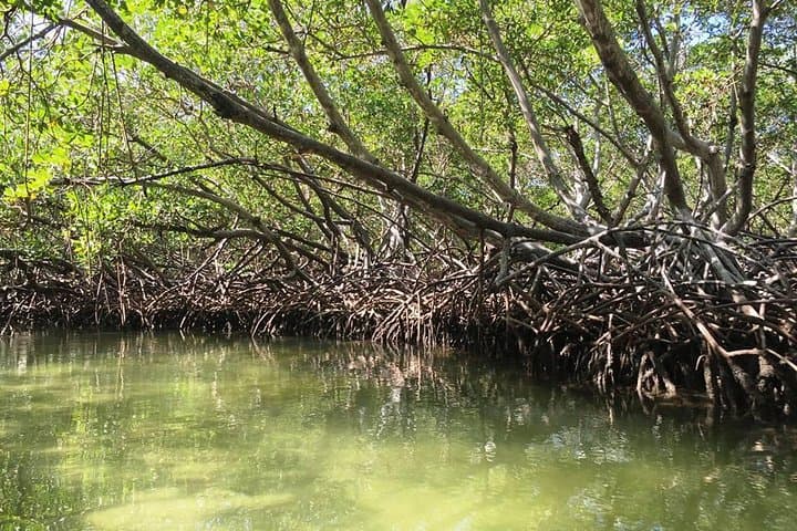 Early-Morning VIP Tour to Cayo Arena (Paradise Island) & Monte Cristi Mangroves photo 5