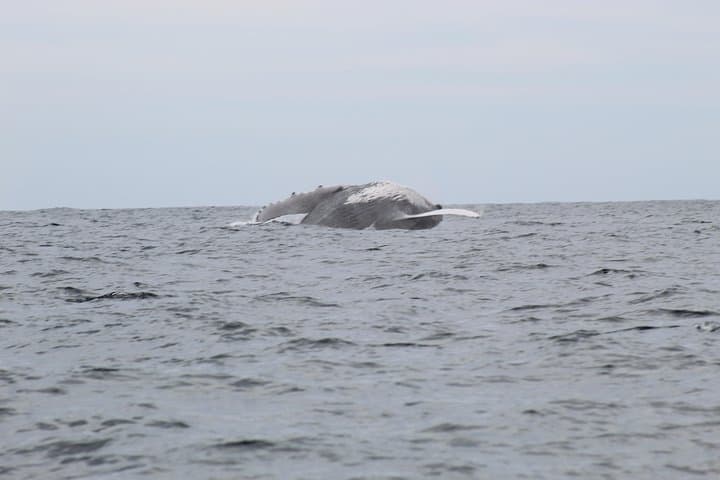 Cabo San Lucas Whale Watching Shared Tour — 2.5-Hour Boat Excursion to El Arco photo 2
