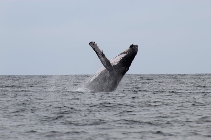 Cabo San Lucas Whale Watching Shared Tour — 2.5-Hour Boat Excursion to El Arco