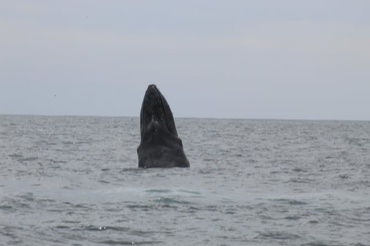 Cabo San Lucas Whale Watching Shared Tour — 2.5-Hour Boat Excursion to El Arco photo 6