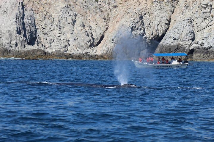 Cabo San Lucas Whale Watching Shared Tour — 2.5-Hour Boat Excursion to El Arco photo 5
