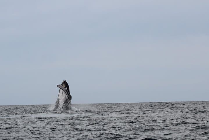 Cabo San Lucas Whale Watching Shared Tour — 2.5-Hour Boat Excursion to El Arco photo 4
