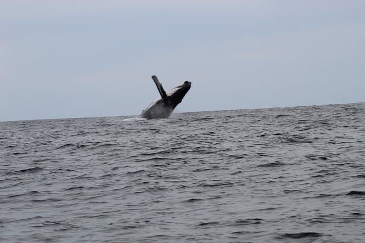 Cabo San Lucas Whale Watching Shared Tour — 2.5-Hour Boat Excursion to El Arco photo 3