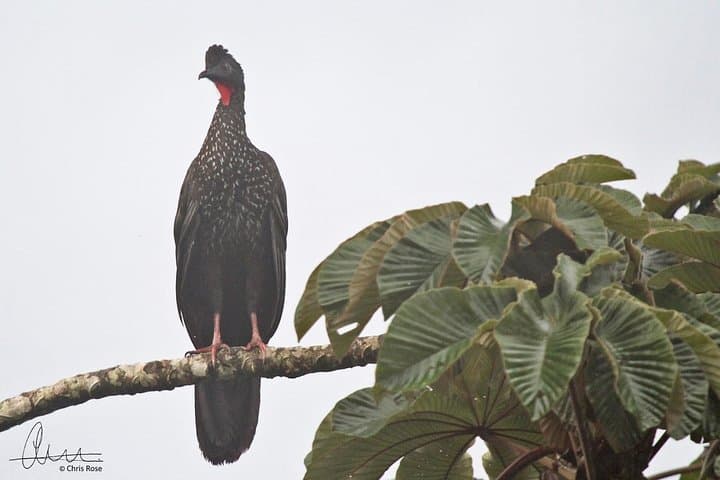 Arenal Birdwatching Hike: La Fortuna Guided Birding Tour photo 2