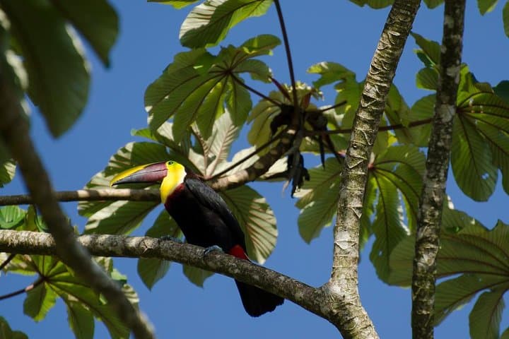 Arenal Birdwatching Hike: La Fortuna Guided Birding Tour photo 3