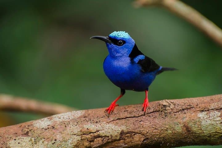 Arenal Birdwatching Hike: La Fortuna Guided Birding Tour photo 4