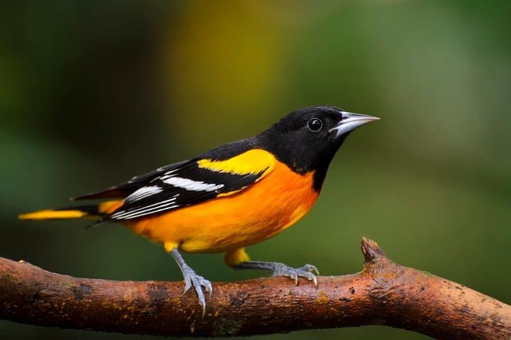 Arenal Birdwatching Hike: La Fortuna Guided Birding Tour photo 5