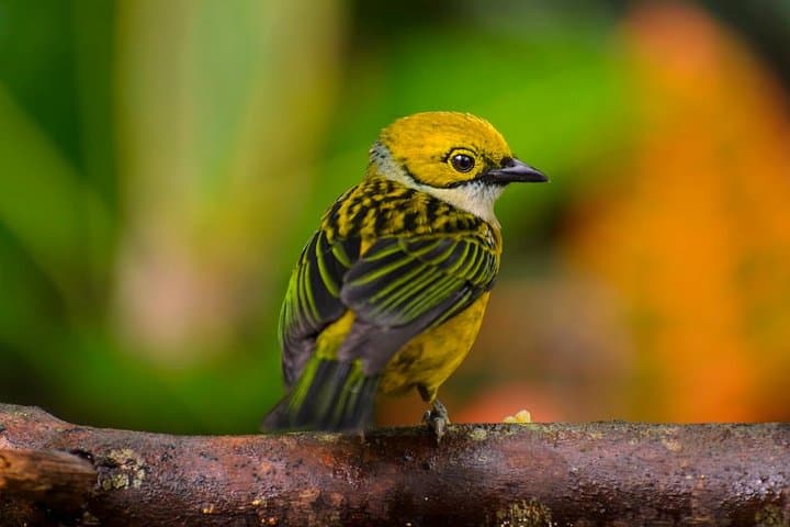 Arenal Birdwatching Hike: La Fortuna Guided Birding Tour photo 6