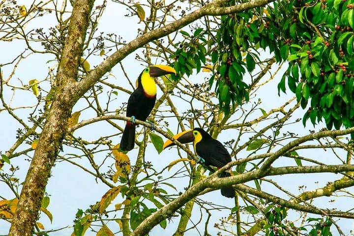 Arenal Birdwatching Hike: La Fortuna Guided Birding Tour