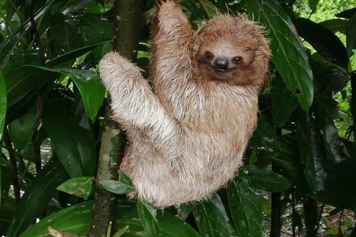 Tamarindo Sloth Encounter and Blue River Waterfall Day Trip