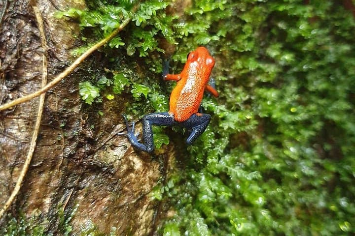 Tamarindo Sloth Encounter and Blue River Waterfall Day Trip photo 4