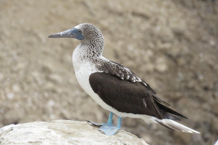 Pómac Forest Birding Walk: Historic Sanctuary Nature Tour from Chiclayo photo 5