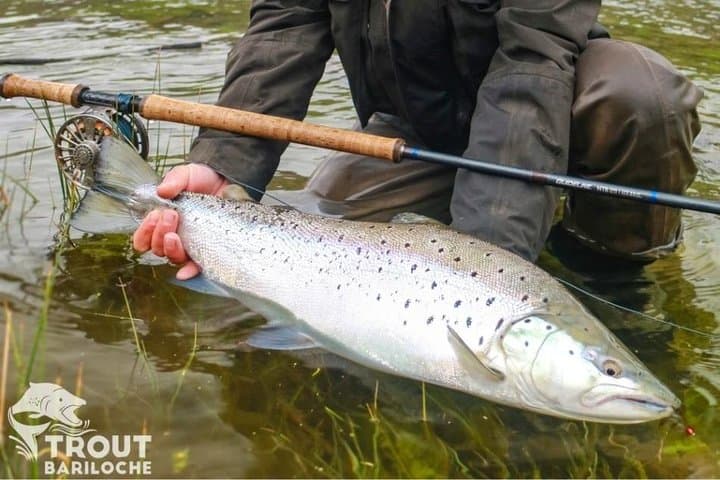 Fly Fishing in Bariloche: Limay & Manso River Trout photo 4
